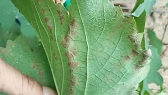 種植問(wèn)題別害怕,魯虹農(nóng)科有專家 北京引入生物防治法,破韭菜防蛆難題 河北南和春日花開,四好農(nóng)村路 保險(xiǎn)行業(yè)探索建立防貧新機(jī)制