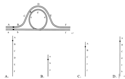【高考模擬題】2021年 生物 河北&ldquo;八省聯考&rdquo;