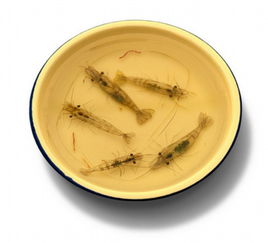 藝術(shù)家三維水生物工藝品栩栩如生