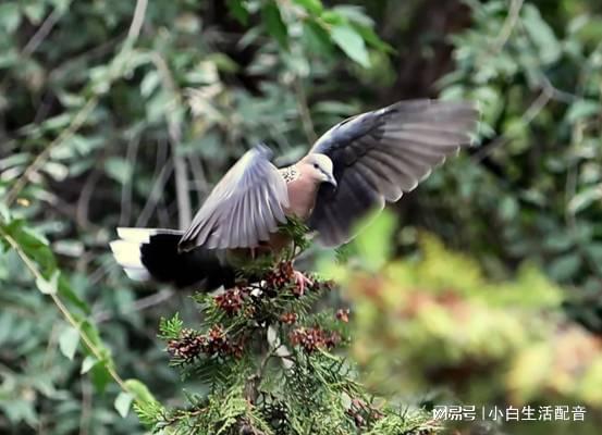 河北一女生和 鴿子 相撞,沒想到是國家保護動物,該擔責嗎