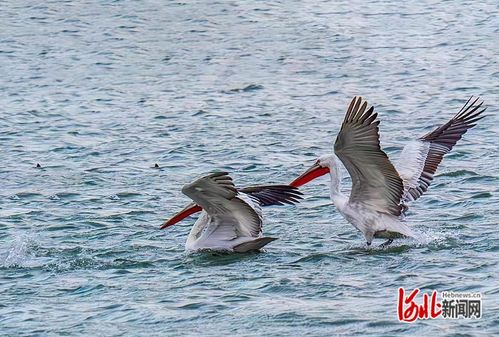 珍稀野生動物頻現 河北打造更多更美 鳥類天堂