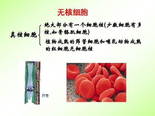 河北省石家莊第十五中學(xué)高二生物 細(xì)胞核 生物